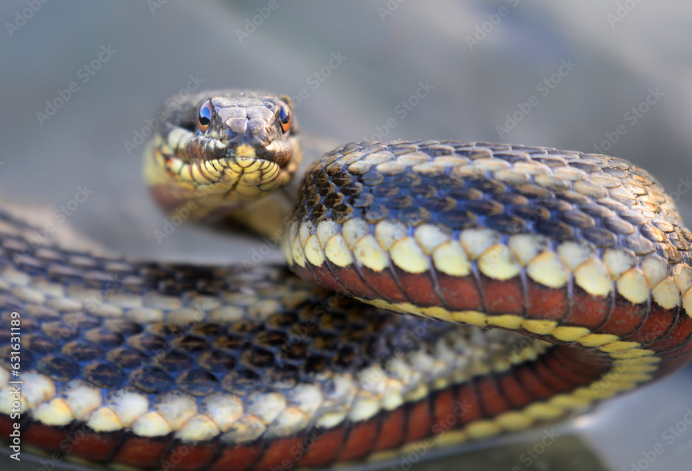 Saltmarsh snake (Nerodia clarkii) in tidal marsh, Galveston, Texas, USA. Saltmarsh snake (Nerodia clarkii) in tidal marsh, Galveston, Texas, USA.