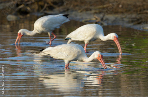 Group of American white ibis (Eudocimus albus) feeding in lagoon, Galveston, Texas, USA.
