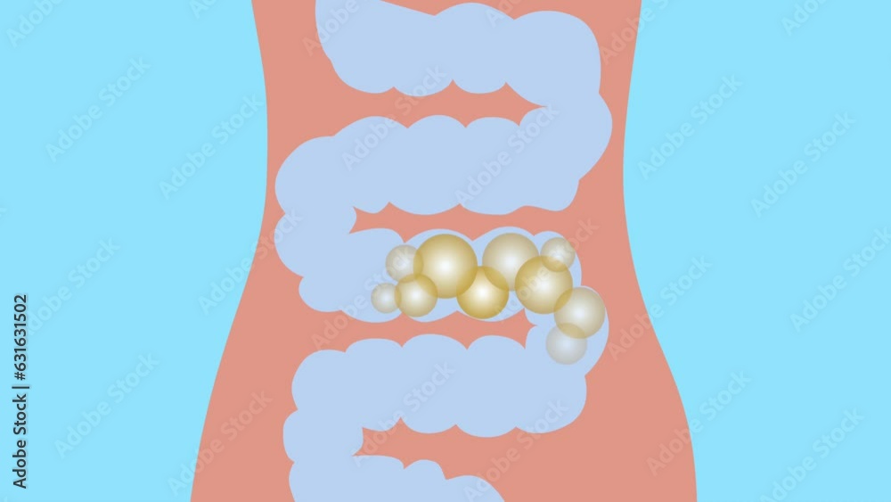 animation digestive system. intestines, gases, flatulence, bloating