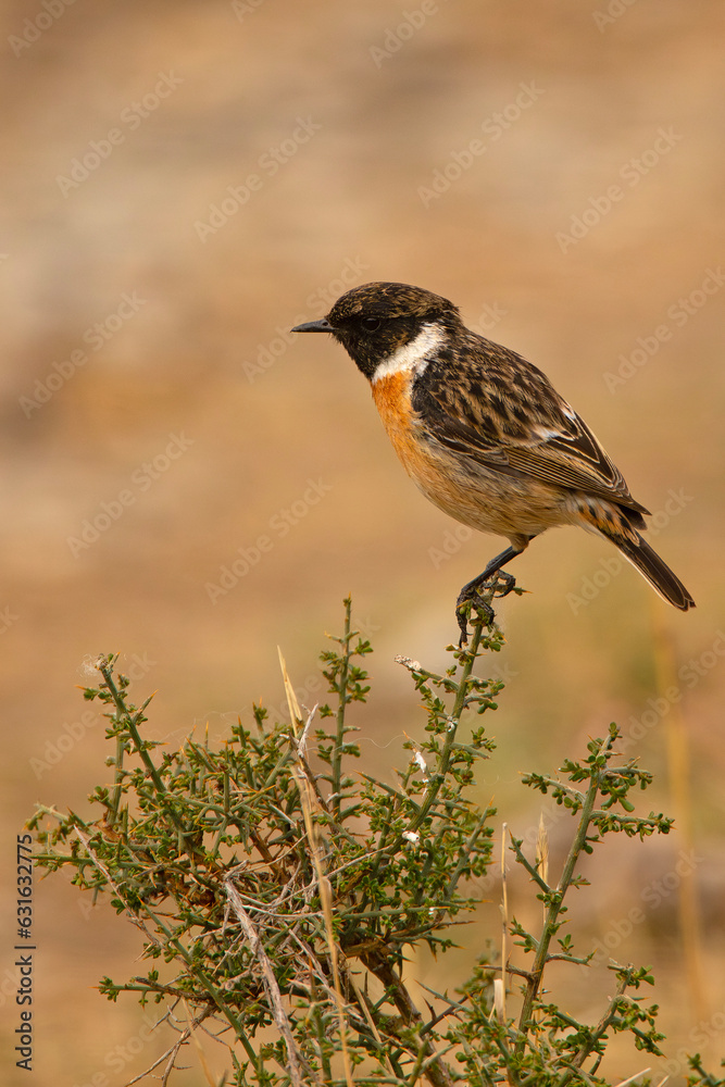 Fototapeta premium kląskawka (Saxicola rubicola)