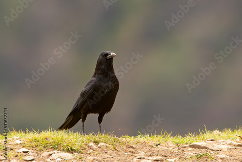 czarnowron, wrona czarna, wroniec (Corvus corone)