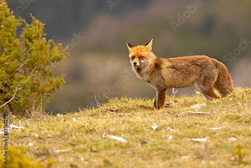 Fototapeta Lis (Vulpes vulpes)