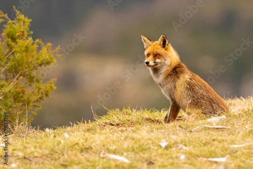Fototapeta Lis (Vulpes vulpes)