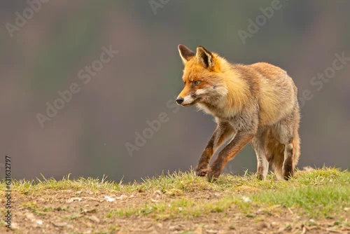 Fototapeta Lis (Vulpes vulpes)