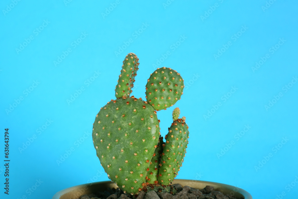 Beautiful green exotic cactus in pot on light blue background Beautiful green exotic cactus in pot on light blue background
