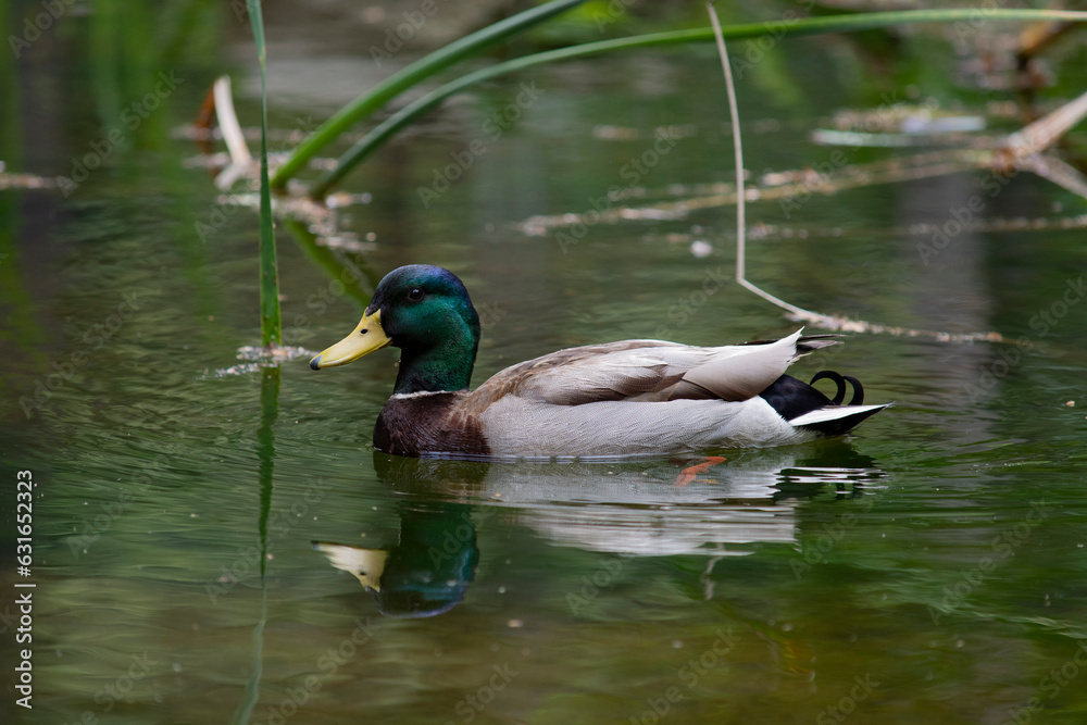 Obraz premium mallard duck 