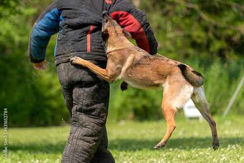 berger belge malinois en ring 