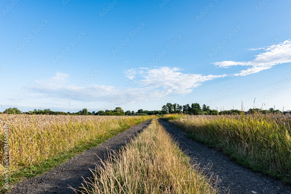 Panorama polnej ścieżki w krajobrazie wiejskim w porze letniej, pola kwitnące plony i drzewa w oddali na tle błękitnego nieba z niemalże bezchmurną pogodą