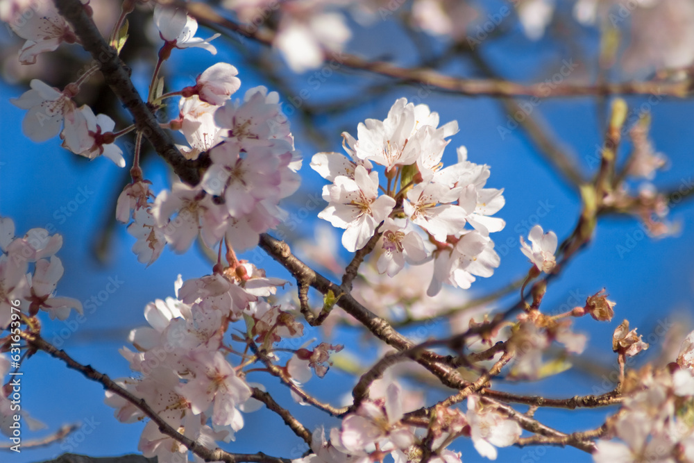 Cherry blossoms are the symbol of spring in Japan. Cherry blossoms are the symbol of spring in Japan.