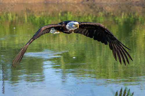 Bald Eagle in flight over a pond