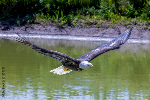 Bald Eagle in flight over a pond with wings pointing upward