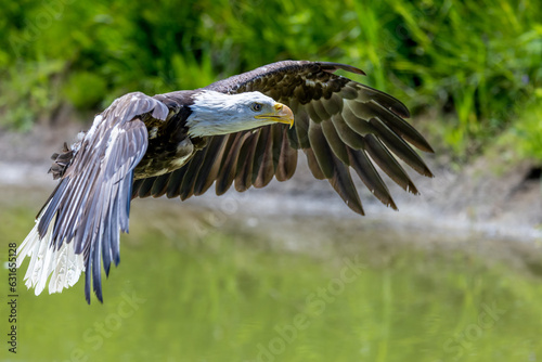 Bald Eagle gliding over a pond