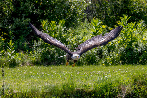 Bald Eagle gliding over a field