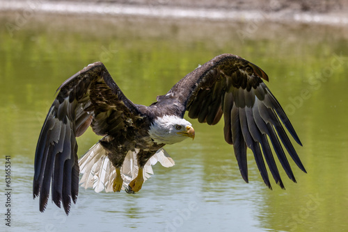 Bald Eagle flying over a pond with wings down