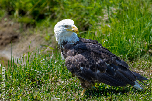 Bald Eagle look out over the field