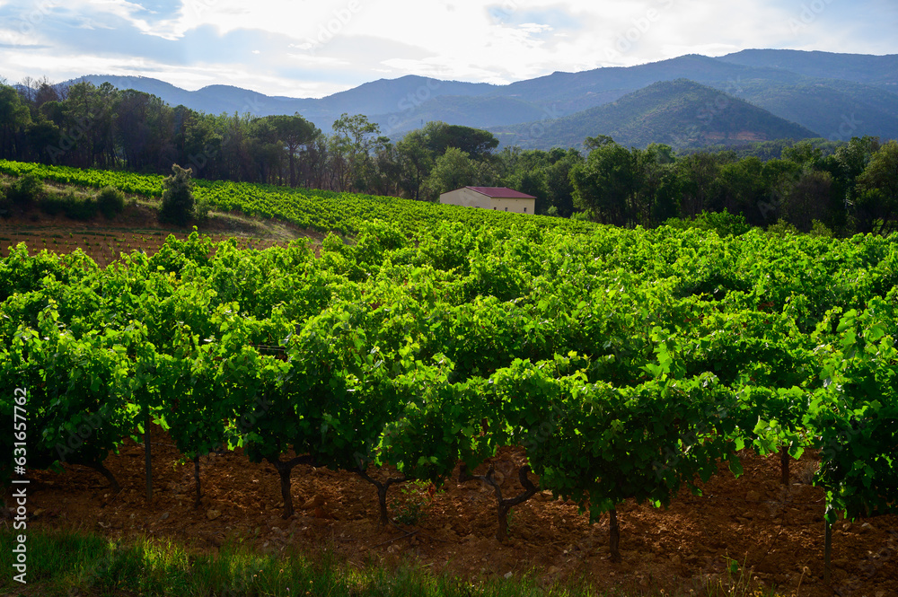View on green grand cru vineyards Cotes de Provence, production of rose wine near Grimaud village, Var, France