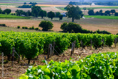 Vineyards of Pouilly-Fume appellation, making of dry white wine from sauvignon blanc grape growing on different types of soils, France photo