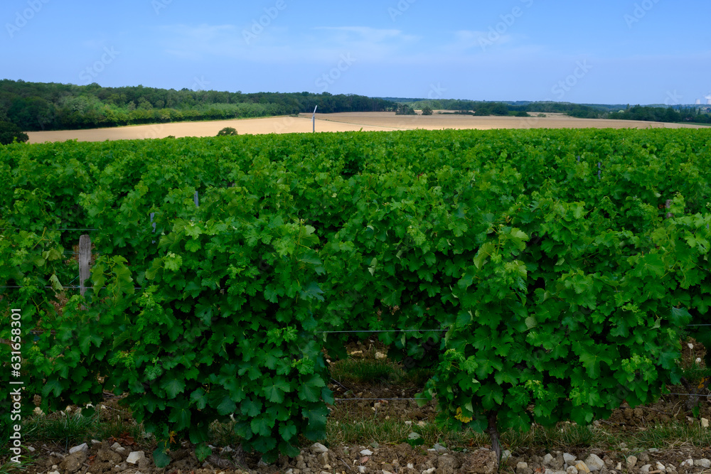 Vineyards of Pouilly-Fume appellation, making of dry white wine from sauvignon blanc grape growing on different types of soils, France