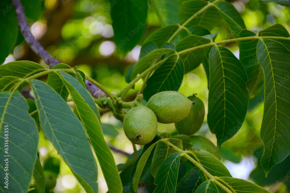 Plantation of high-quality PDO certified walnuts trees on foothills of Alps near Grenoble, France Plantation of high-quality PDO certified walnuts trees on foothills of Alps near Grenoble, France