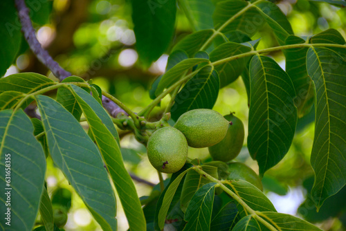 Plantation of high-quality PDO certified walnuts trees on foothills of Alps near Grenoble, France
