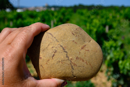 Sample of galets roules, vineyards of Chateauneuf du Pape appellation with grapes growing on soils with large rounded stones galets roules, famous red wines, France photo