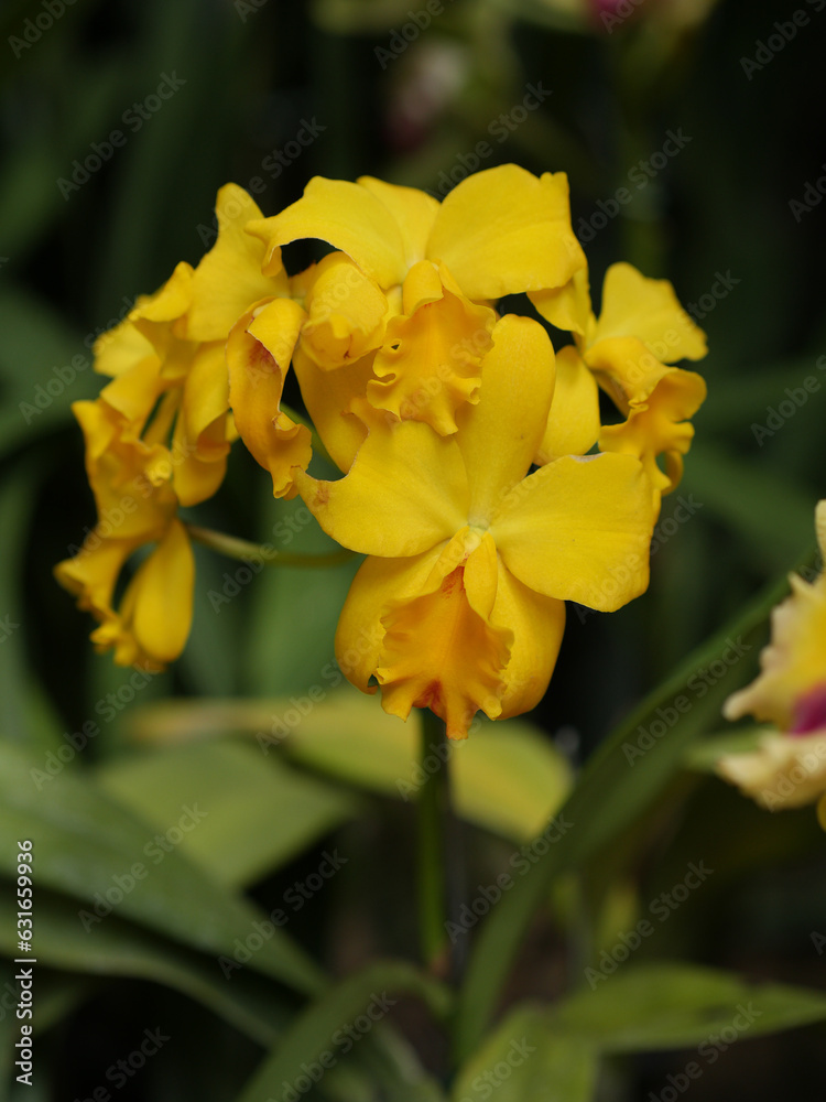 Orquidea amarilla completamente, macro flor