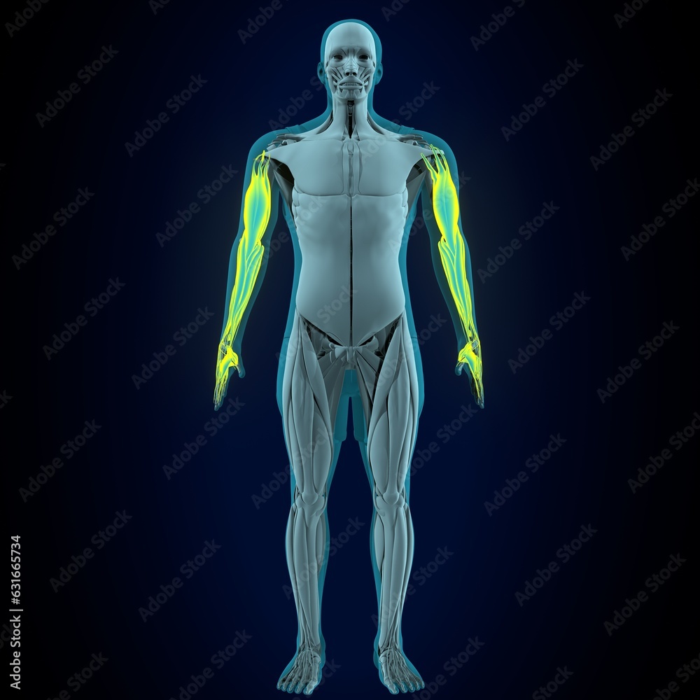 male deltoid muscle anatomy. 3d
render male deltoid muscle anatomy. 3d
render
