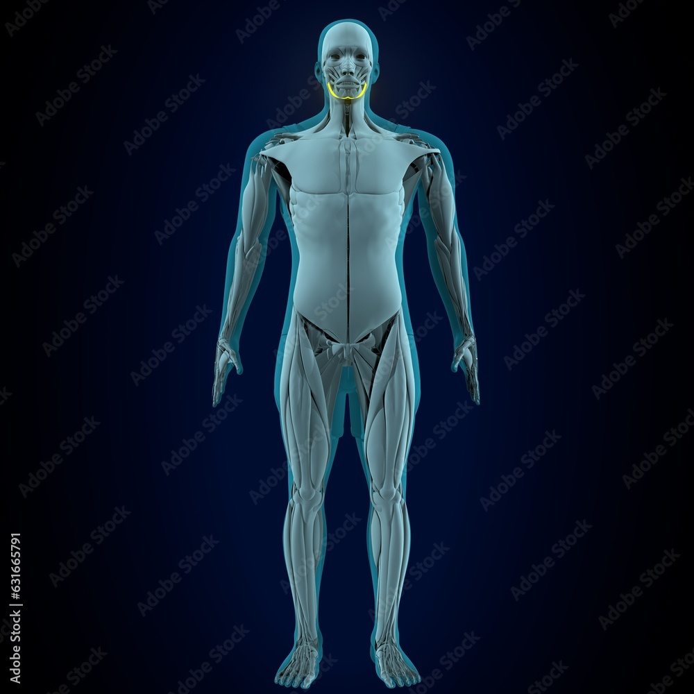 human rectums femoral,Vastus medialis muscles anatomy. 3d render human rectums femoral,Vastus medialis muscles anatomy. 3d render