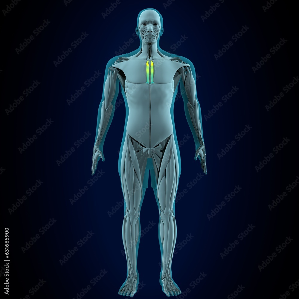 human rectums femoral,Vastus medialis muscles anatomy. 3d render human rectums femoral,Vastus medialis muscles anatomy. 3d render