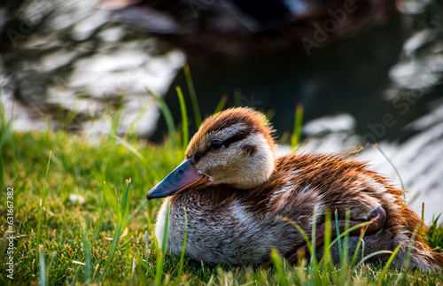 duckling resting by a pond