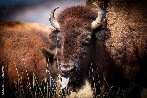 bison in park national park