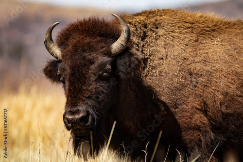 american bison in Wichita mountain park