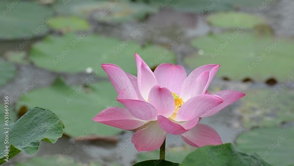 The lotus flower is blooming in the early morning in the middle of the public pond. The lotus flower is blooming in the early morning in the middle of the public pond.