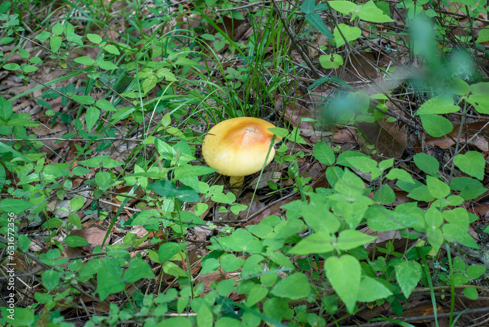 Edible mushroom in the middle of the forest. Edible mushroom in the middle of the forest.