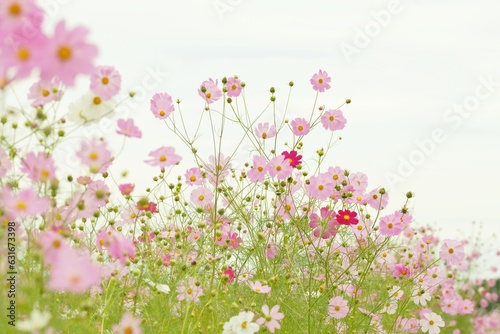 pink cosmos in full blooming © 百合 須藤