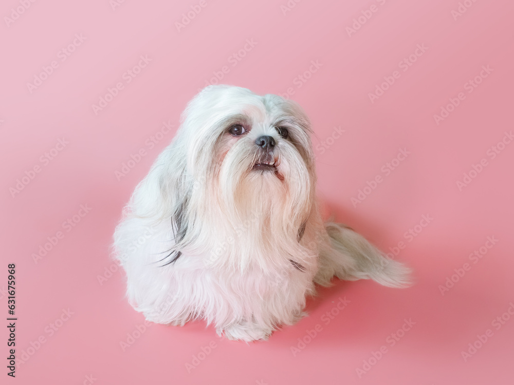 Furry white shih tzu dog on red background Furry white shih tzu dog on red background