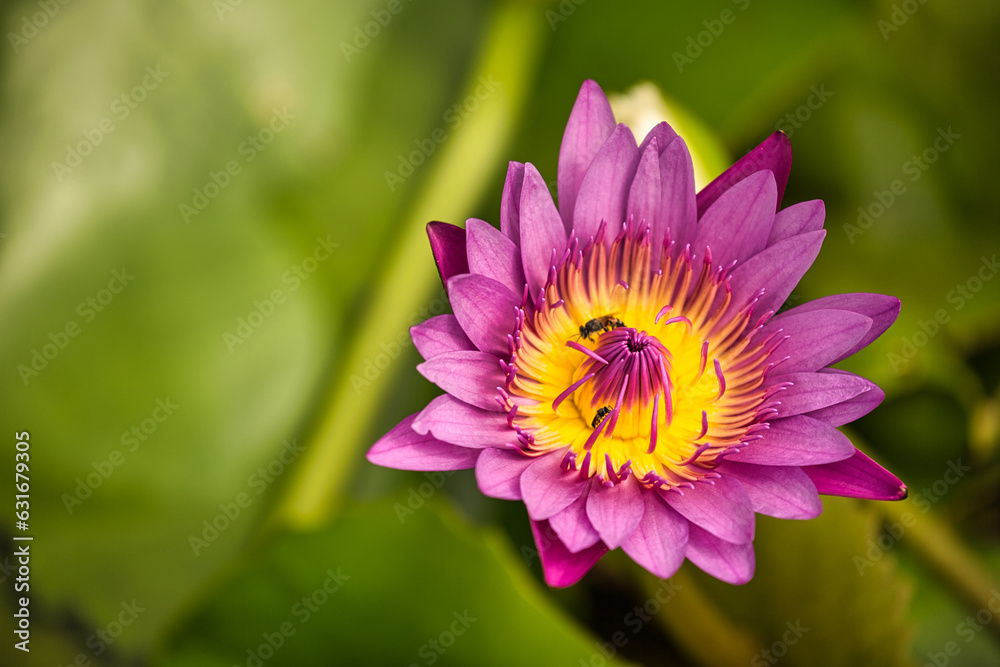 Pink and purple lotus flowers blooming in the morning. Pink and purple lotus flowers blooming in the morning.