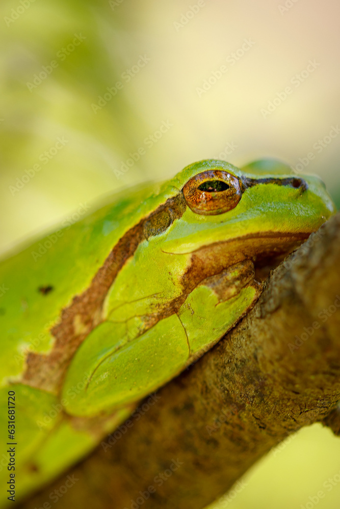 grüner Laubfrosch mit offenen Augen beim ausruhen auf einem Ast grüner Laubfrosch mit offenen Augen beim ausruhen auf einem Ast