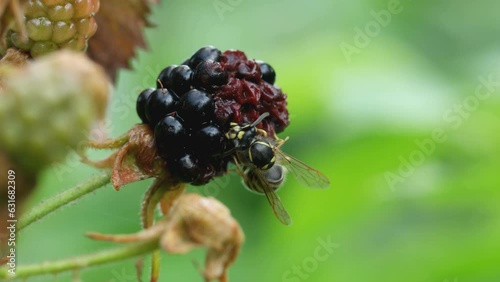 wasp eating a ripe blackberry in the garden