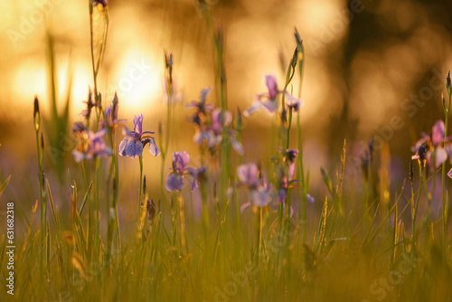 Schwertlilie im Sonnenuntergang auf Wiese photo