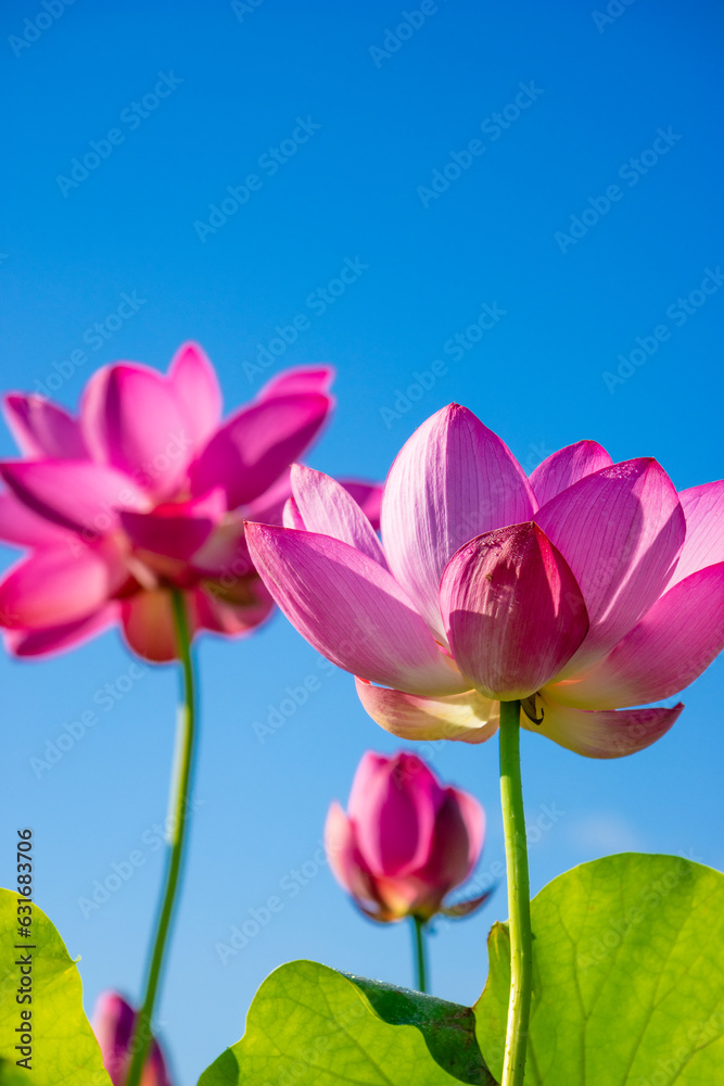 Fototapeta premium pink lotus flowers