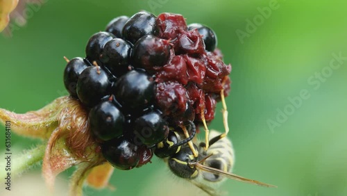 one wasp eating a ripe blackberry in the garden