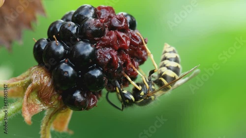 wasp eating a ripe blackberry in the garden. closeup