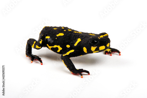 Klappenbach's red-bellied frog // Hummelkrötchen (Melanophryniscus klappenbachi) - Argentinia