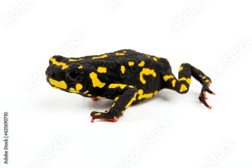 Klappenbach's red-bellied frog // Hummelkrötchen (Melanophryniscus klappenbachi) - Argentinia