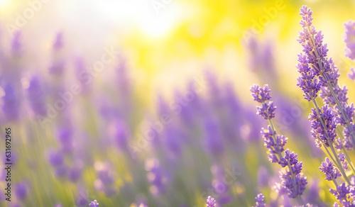 field of lavender