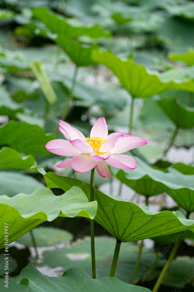 lotus flower blooming in summer pond with green leaves as background lotus flower blooming in summer pond with green leaves as background