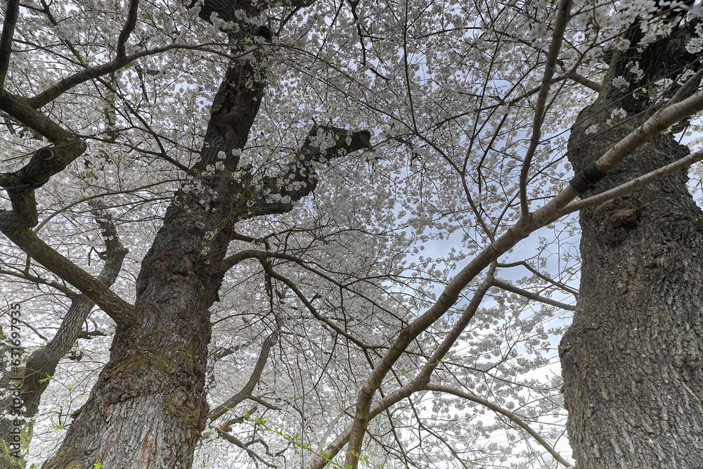 石部の桜 石部の桜