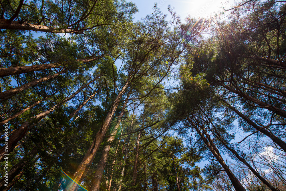 Obraz premium Pine tree winter forest on mountain look up view