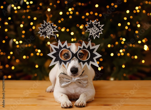 Christmas background with jack russell dog in party glasses.